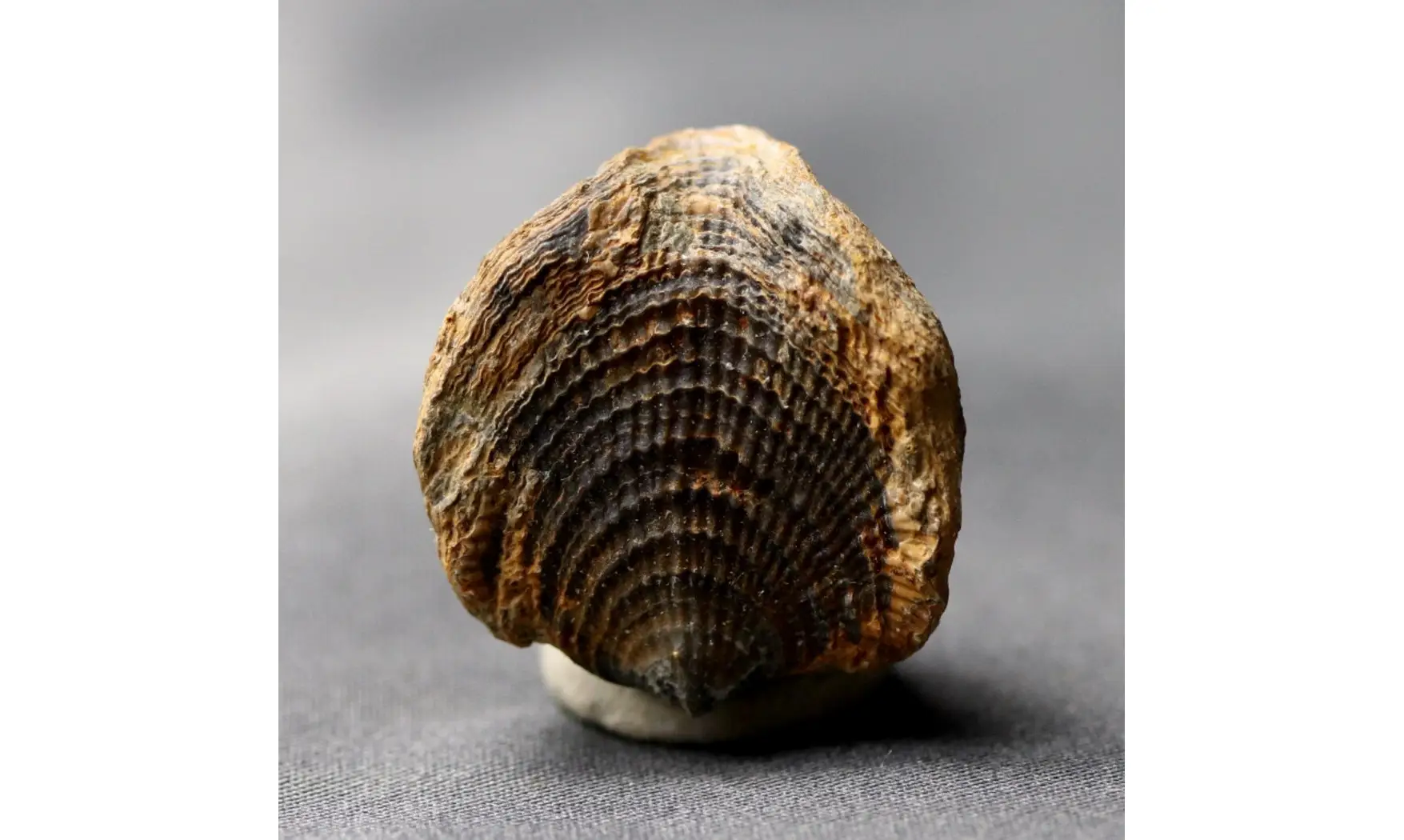 Spinatrypa dorsata