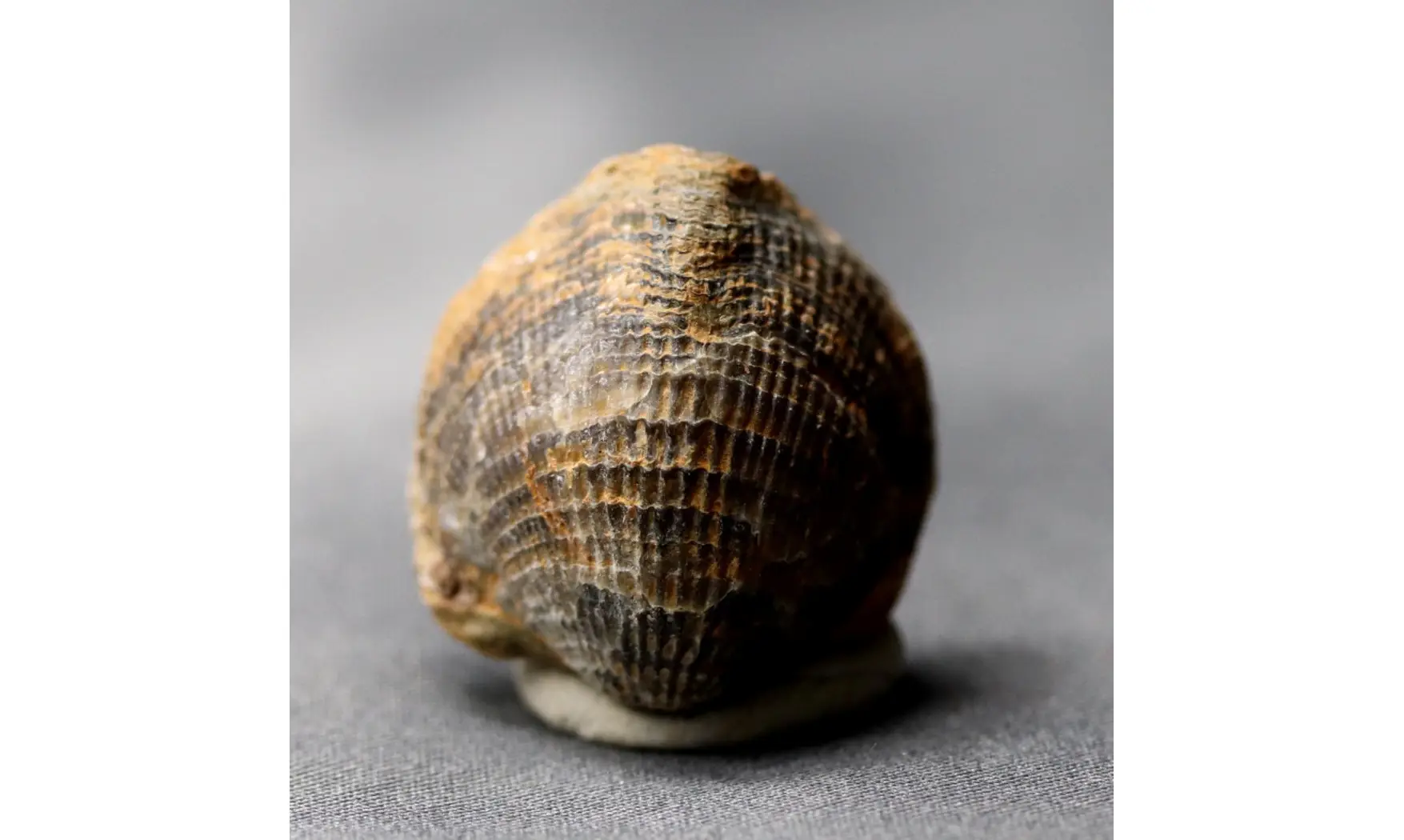 Spinatrypa dorsata