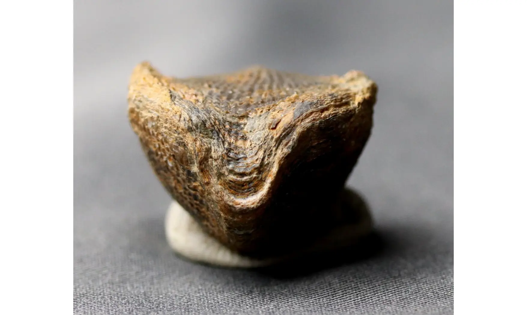 Spinatrypa dorsata