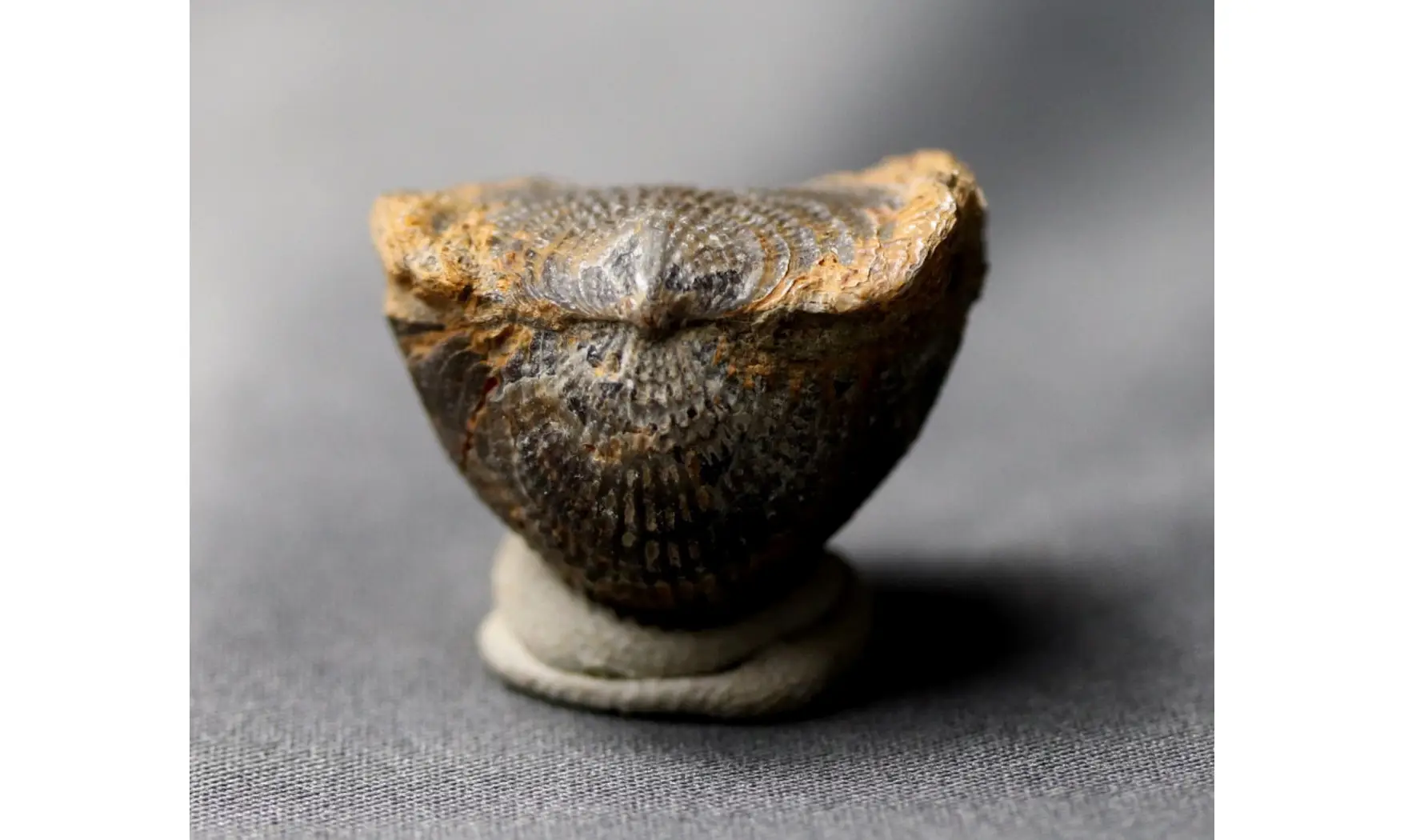 Spinatrypa dorsata