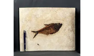 Diplomystus dentatus