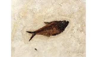 Diplomystus dentatus