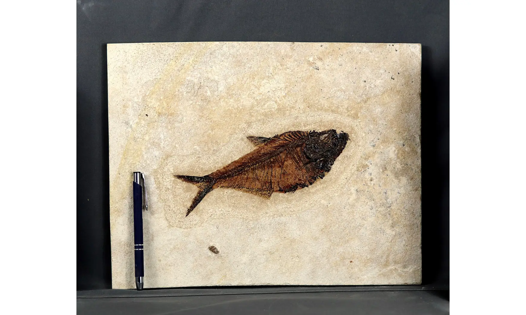 Diplomystus dentatus