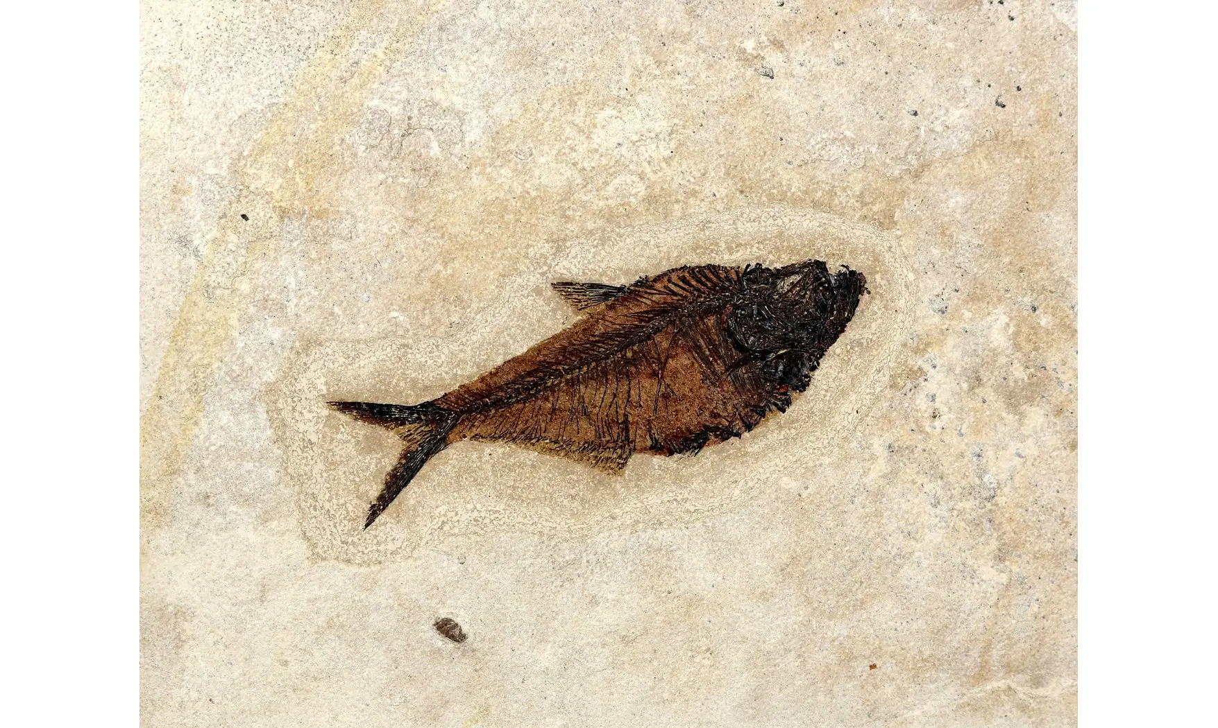 Diplomystus dentatus