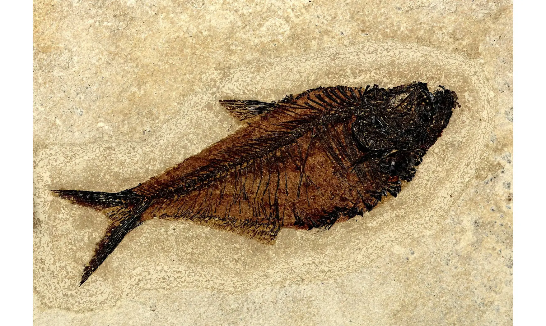 Diplomystus dentatus