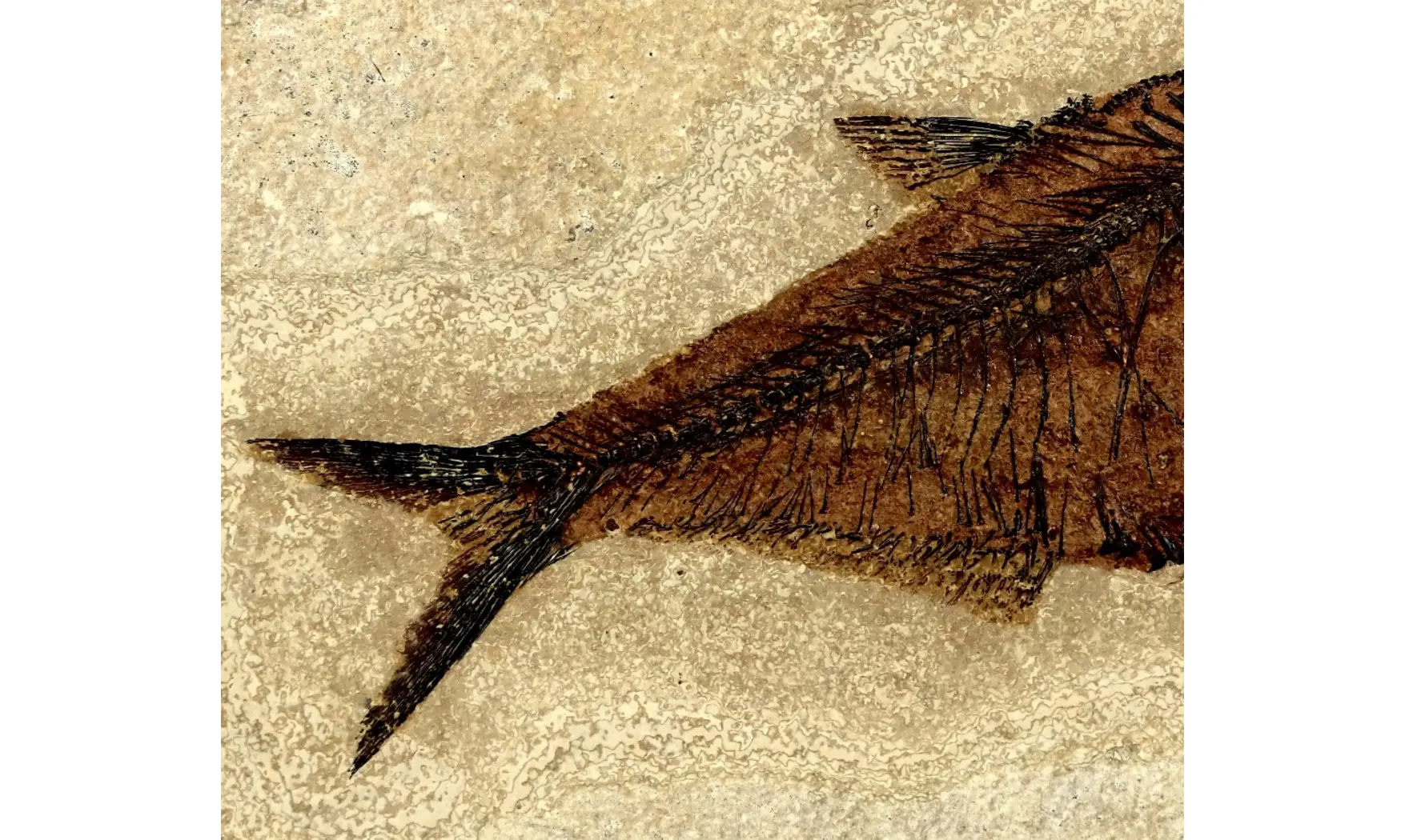 Diplomystus dentatus