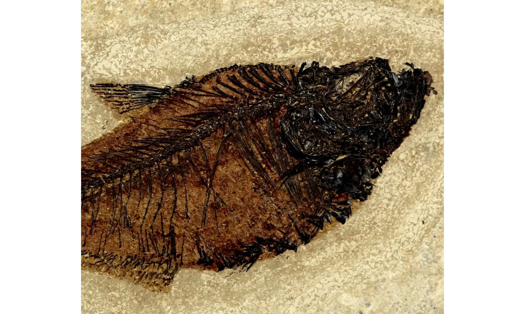 Diplomystus dentatus