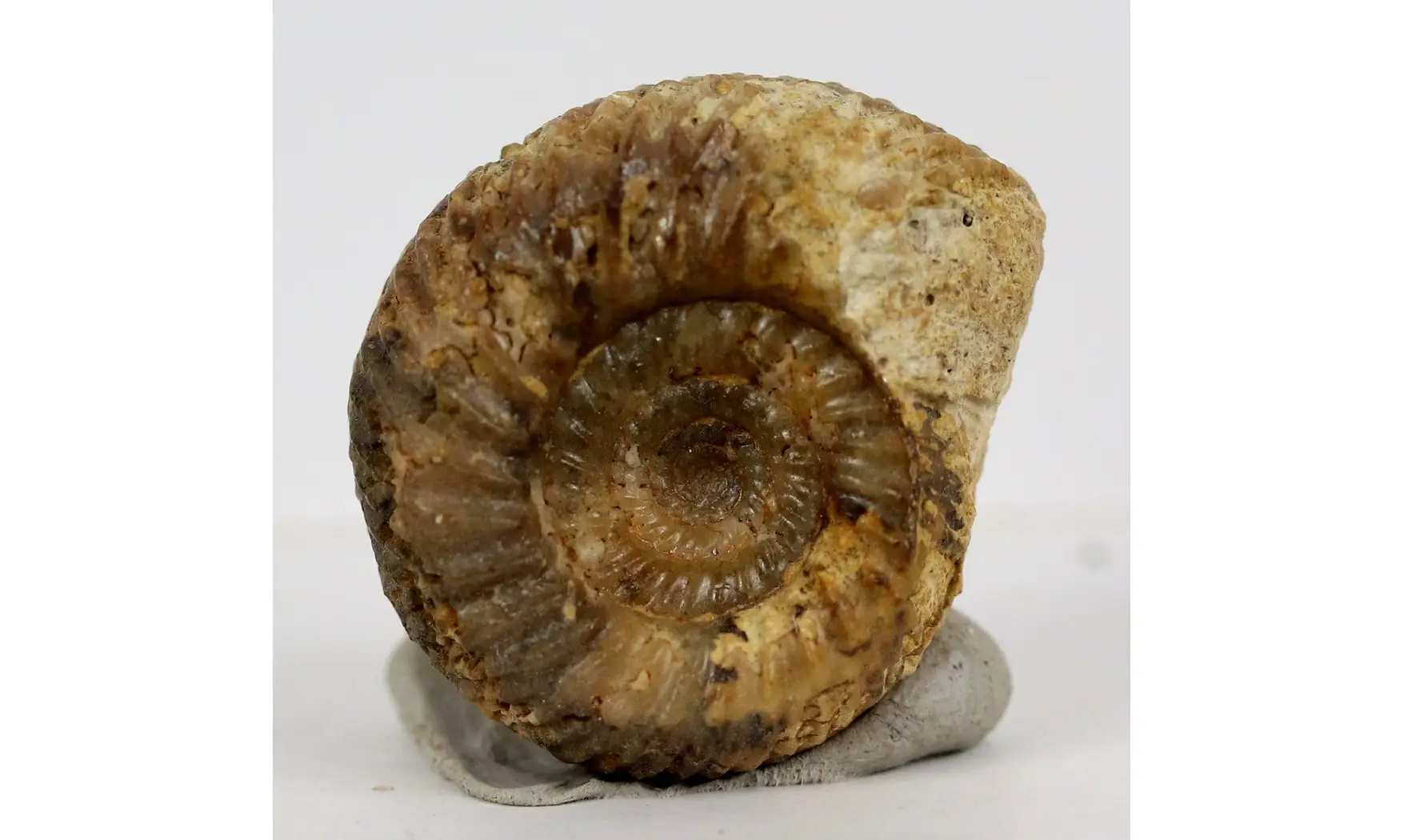 Parkinsonia pachypleura (Buckman)