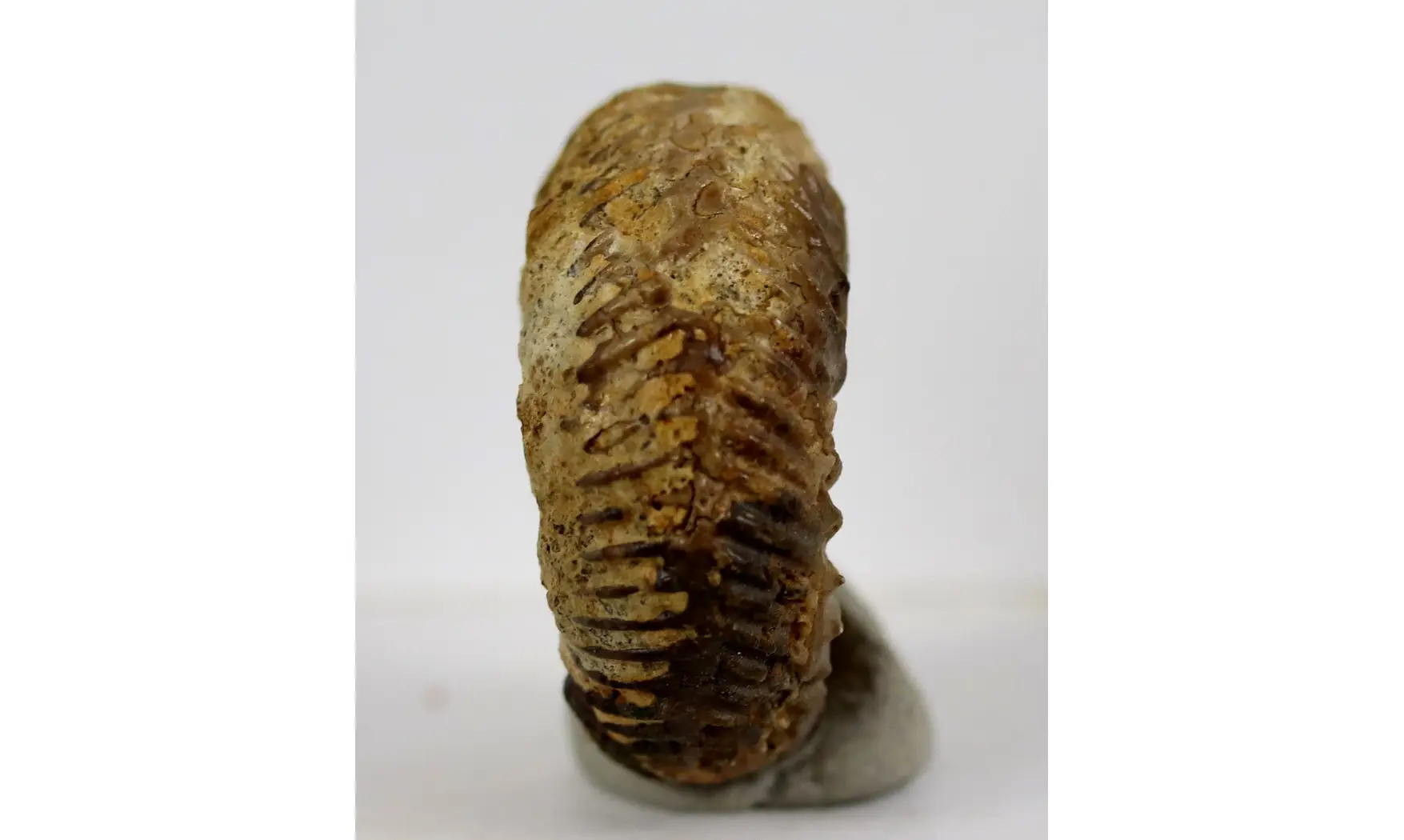 Parkinsonia pachypleura (Buckman)