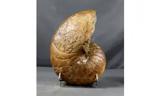 Pictonautilus verciacensis