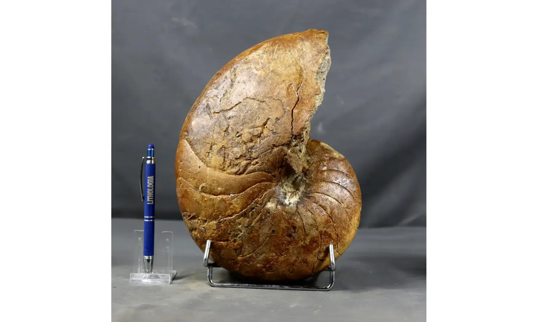 Pictonautilus verciacensis