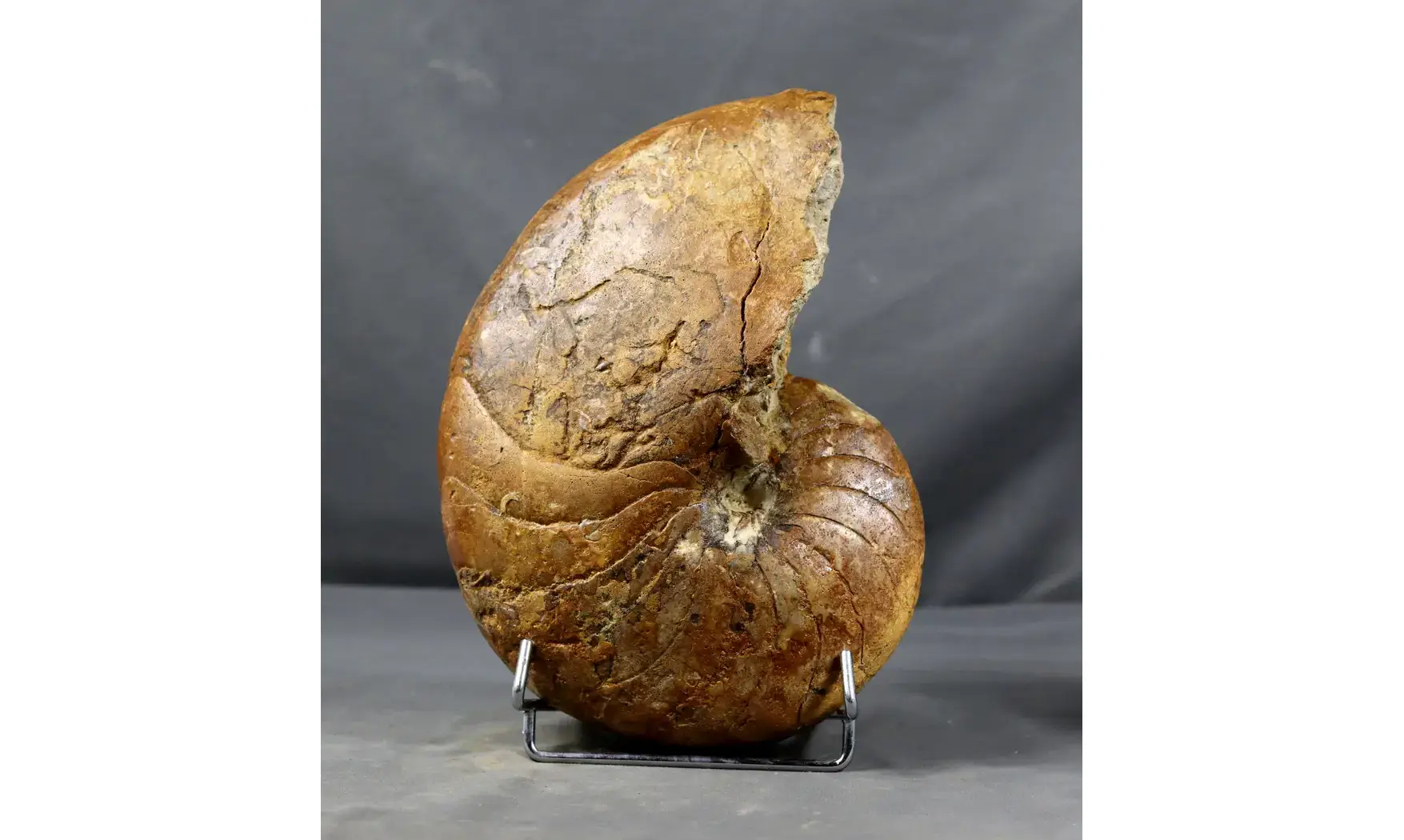 Pictonautilus verciacensis