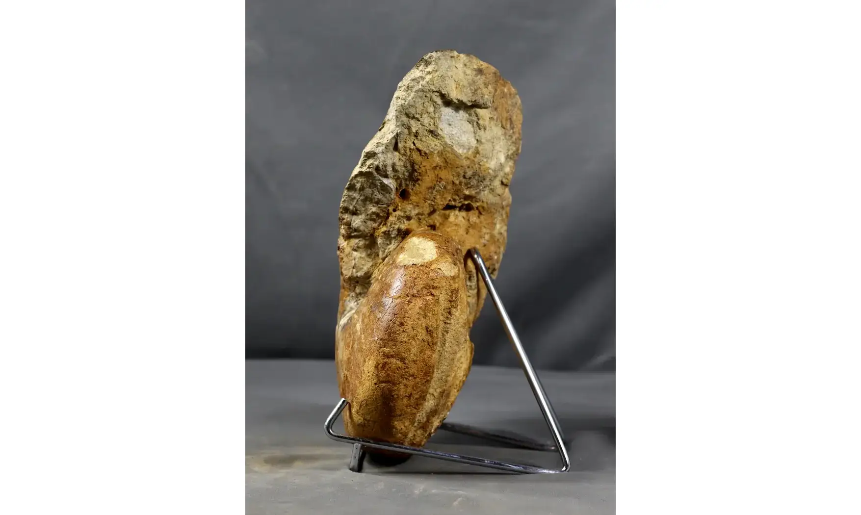 Pictonautilus verciacensis