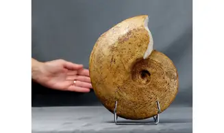Harpoceras subplanatum