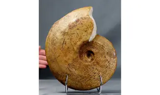 Harpoceras subplanatum