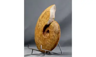Harpoceras subplanatum