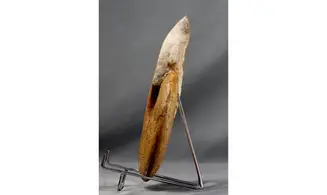Harpoceras subplanatum