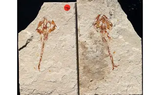 Eurypholis boissieri