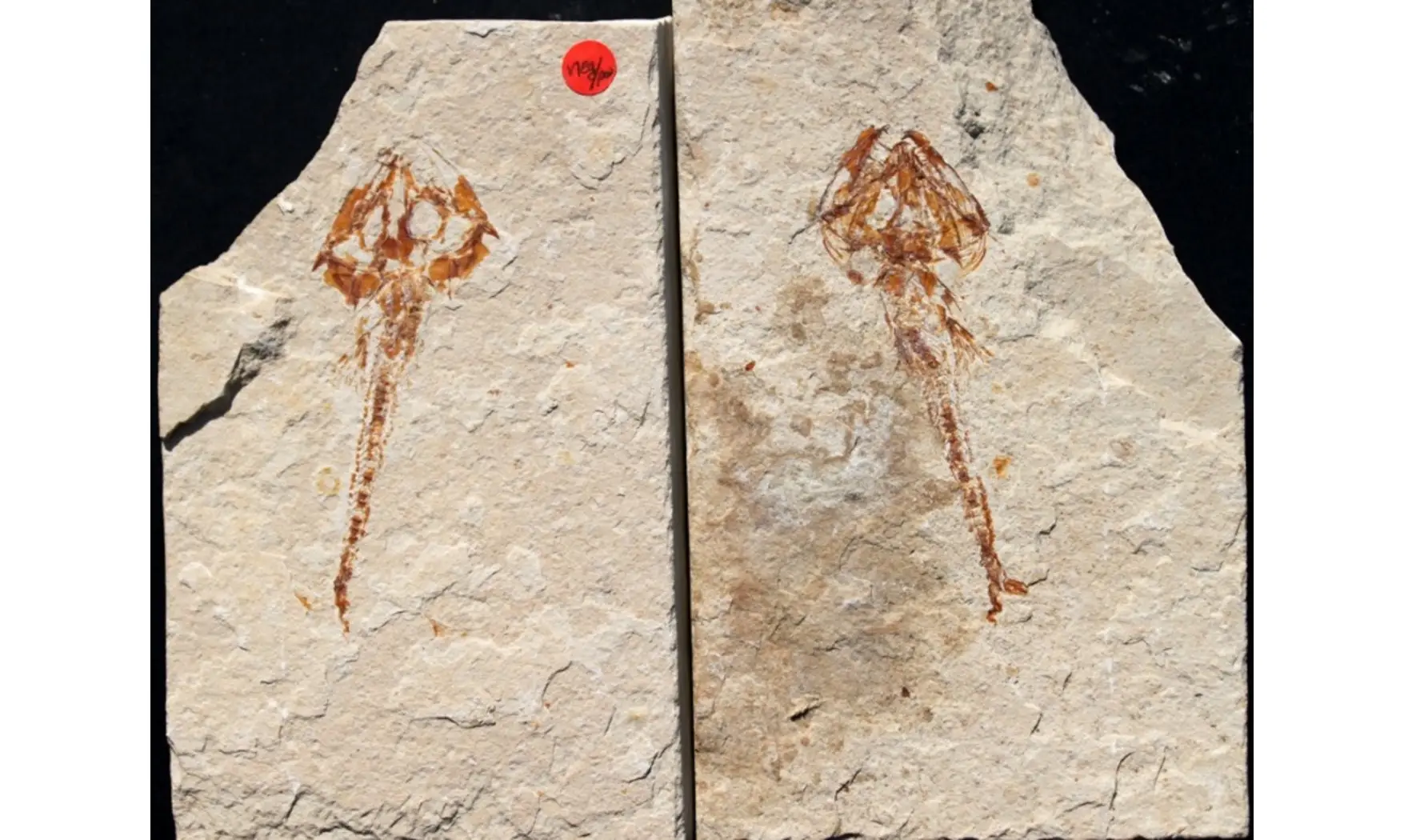 Eurypholis boissieri