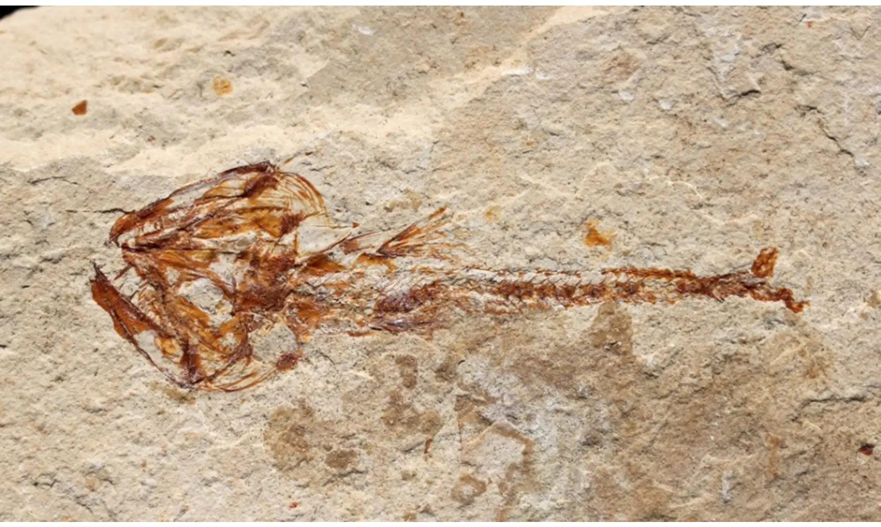 Eurypholis boissieri