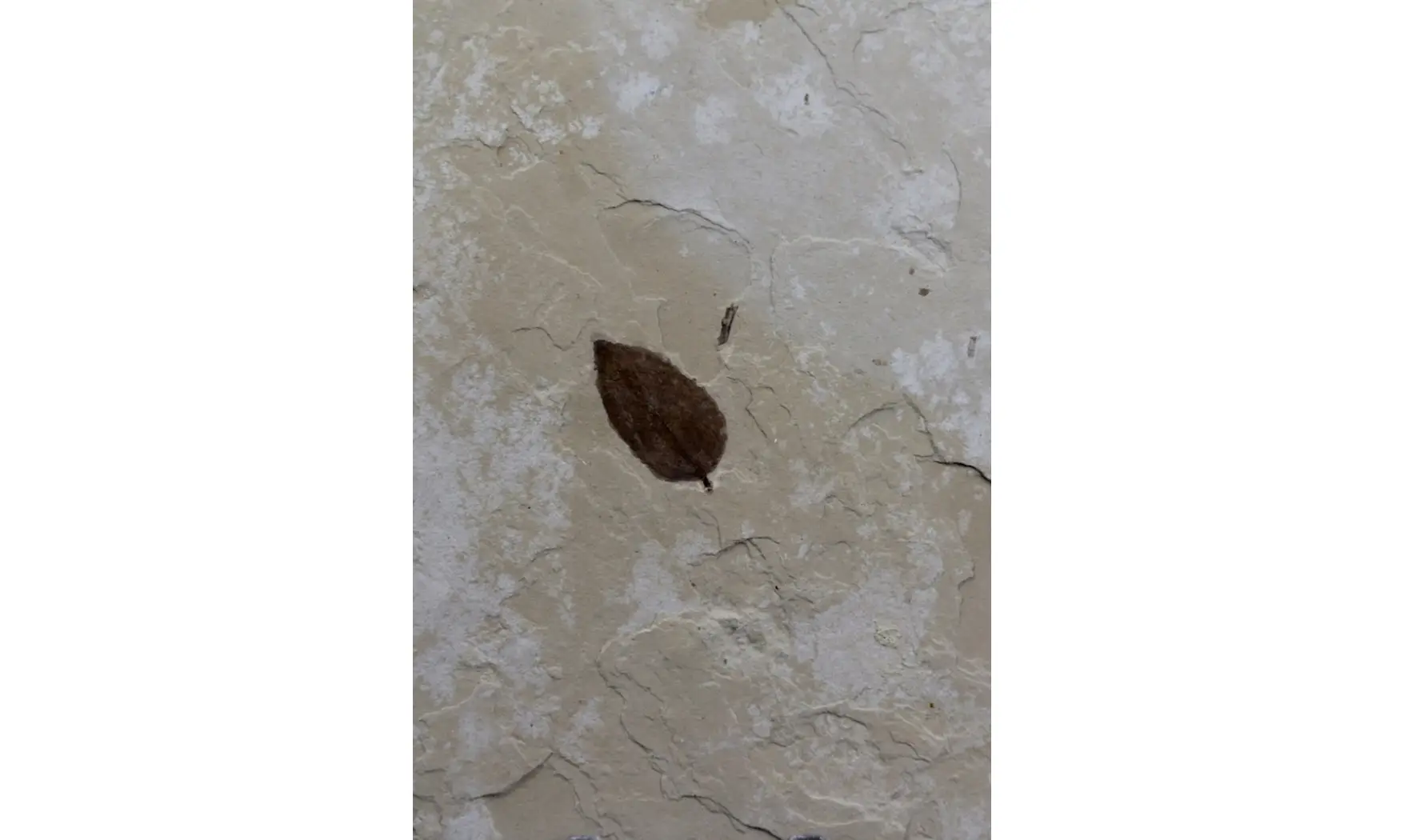Ulmus speciosum