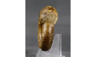 Procerites imitator