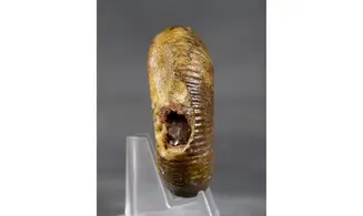 Procerites imitator