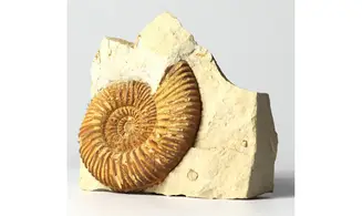 Rehmannia rehmanni