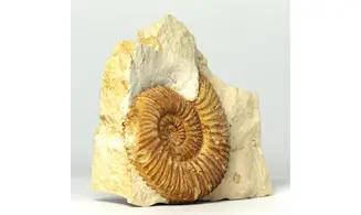 Rehmannia rehmanni