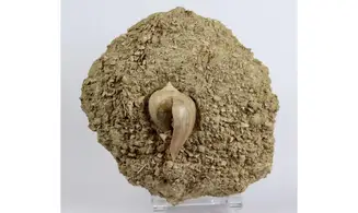 Sycum pirus
