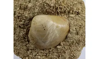 Pseudomiltha gigantea