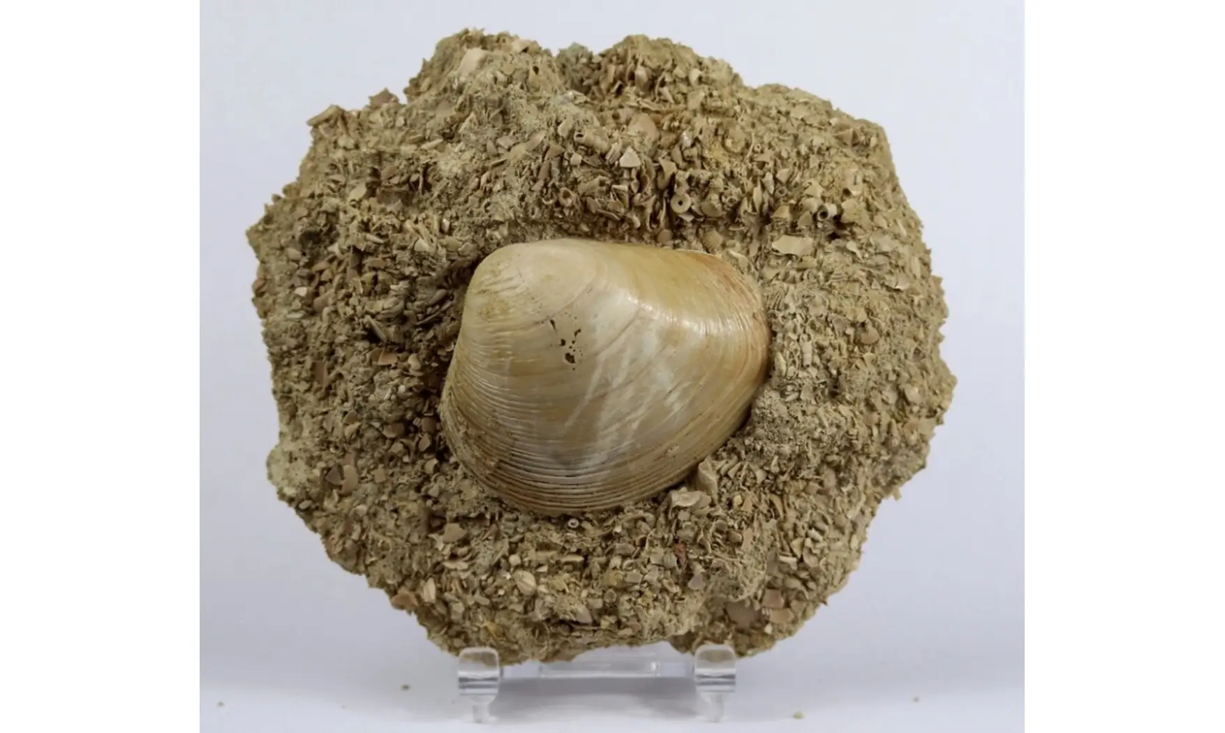 Pseudomiltha gigantea