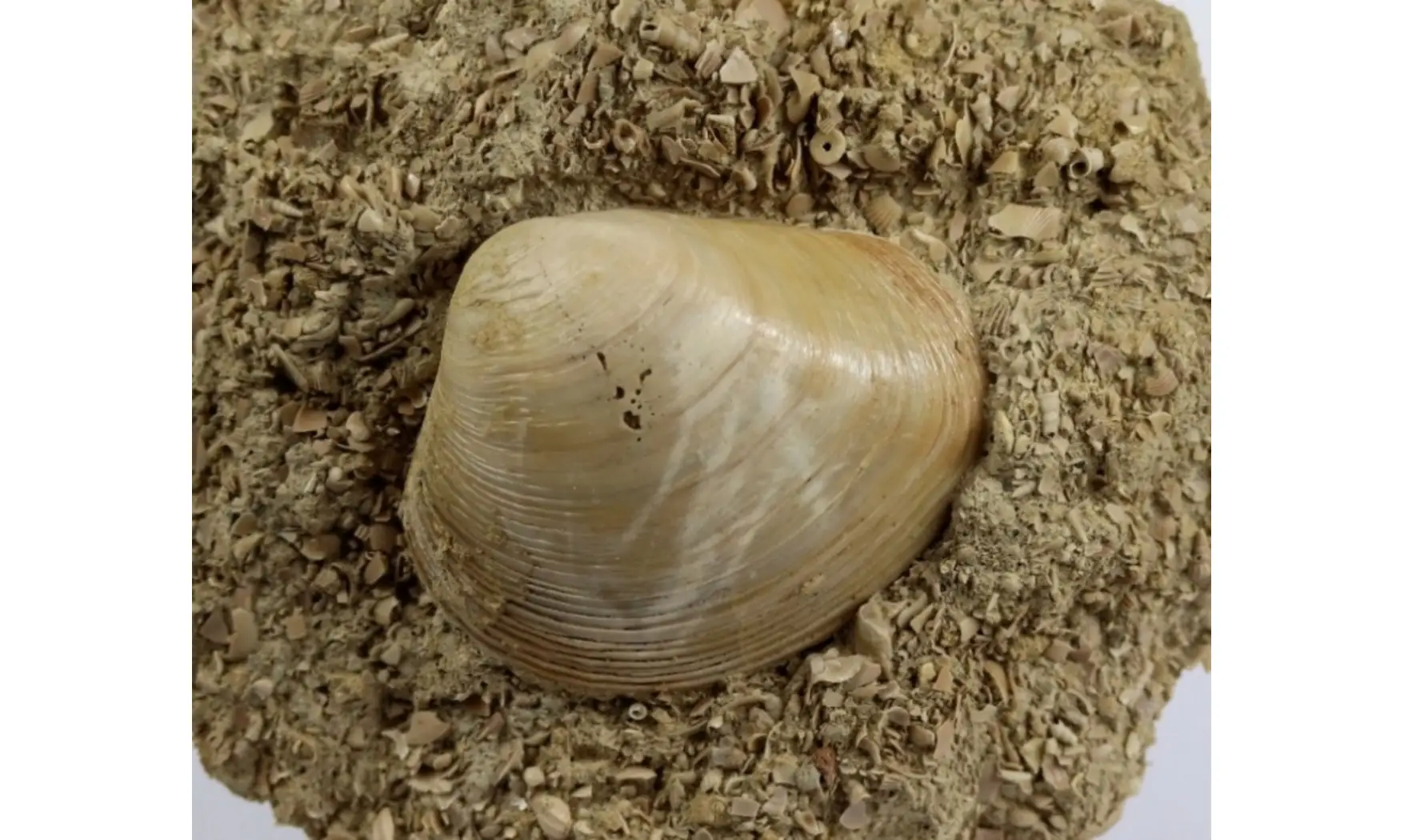 Pseudomiltha gigantea