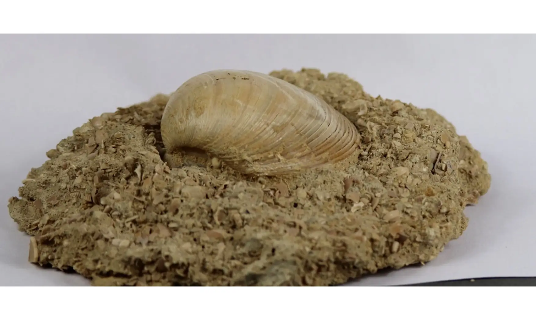 Pseudomiltha gigantea