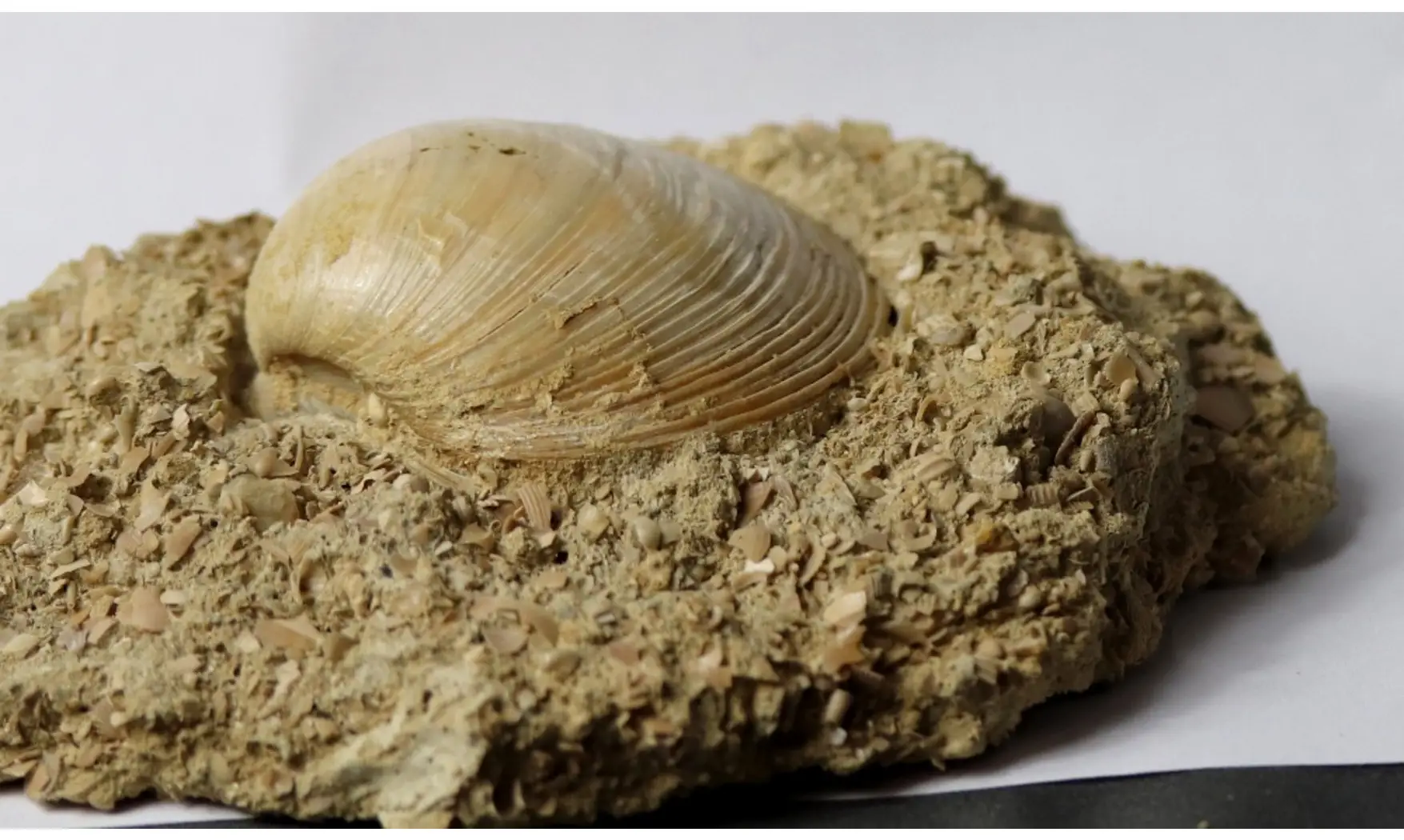 Pseudomiltha gigantea