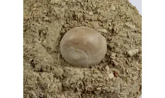 Natica cepacaea