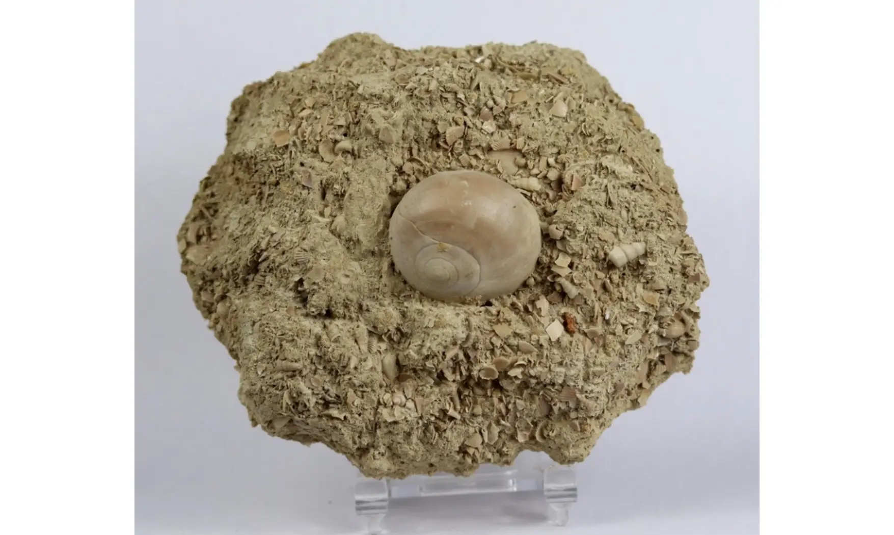 Natica cepacaea