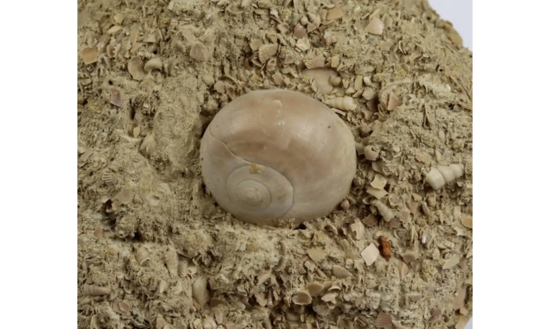 Natica cepacaea