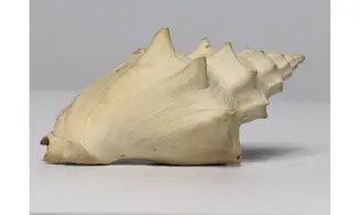 Volutilithes muricinus