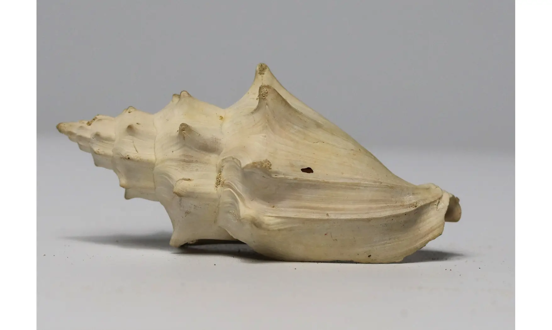 Volutilithes muricinus