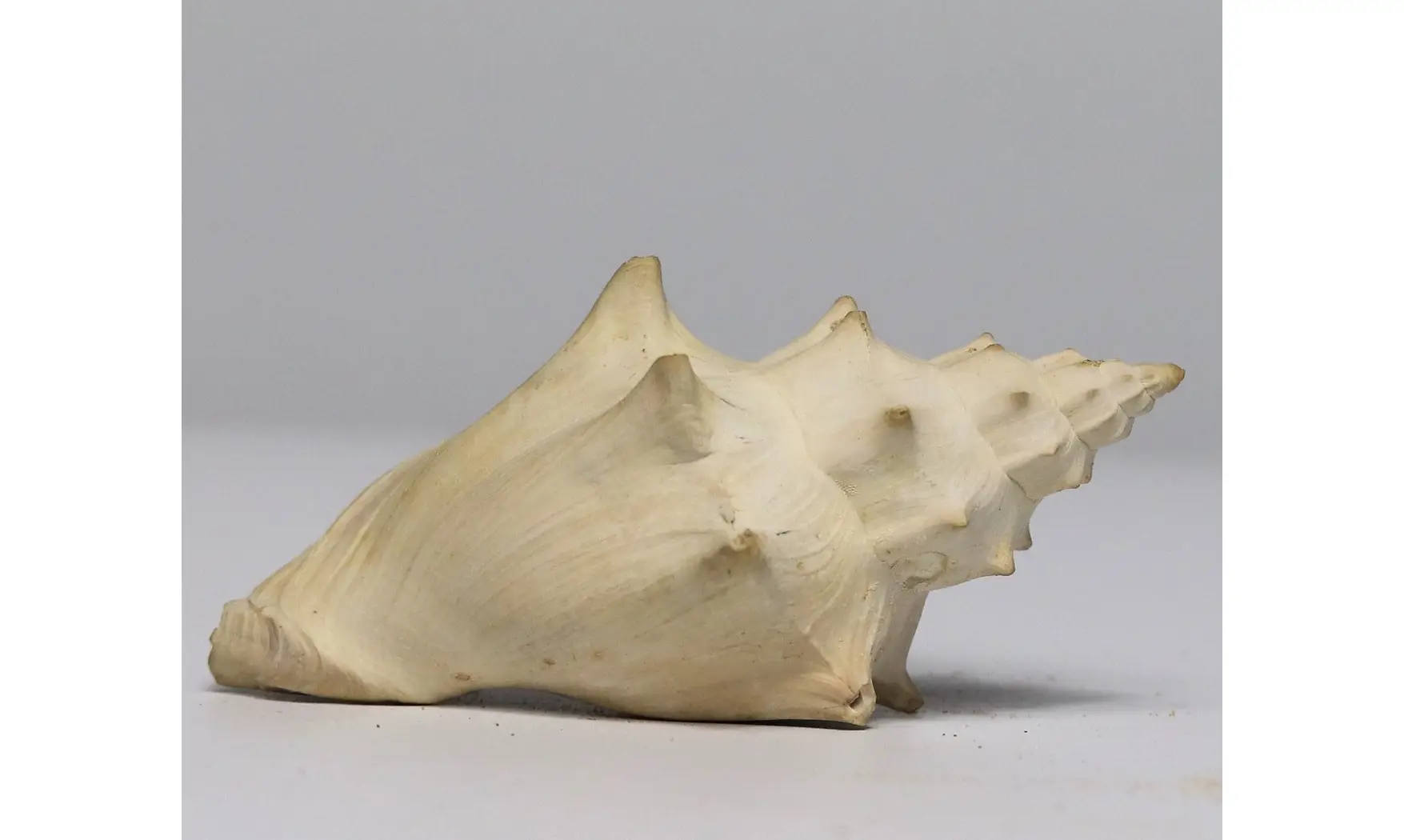 Volutilithes muricinus