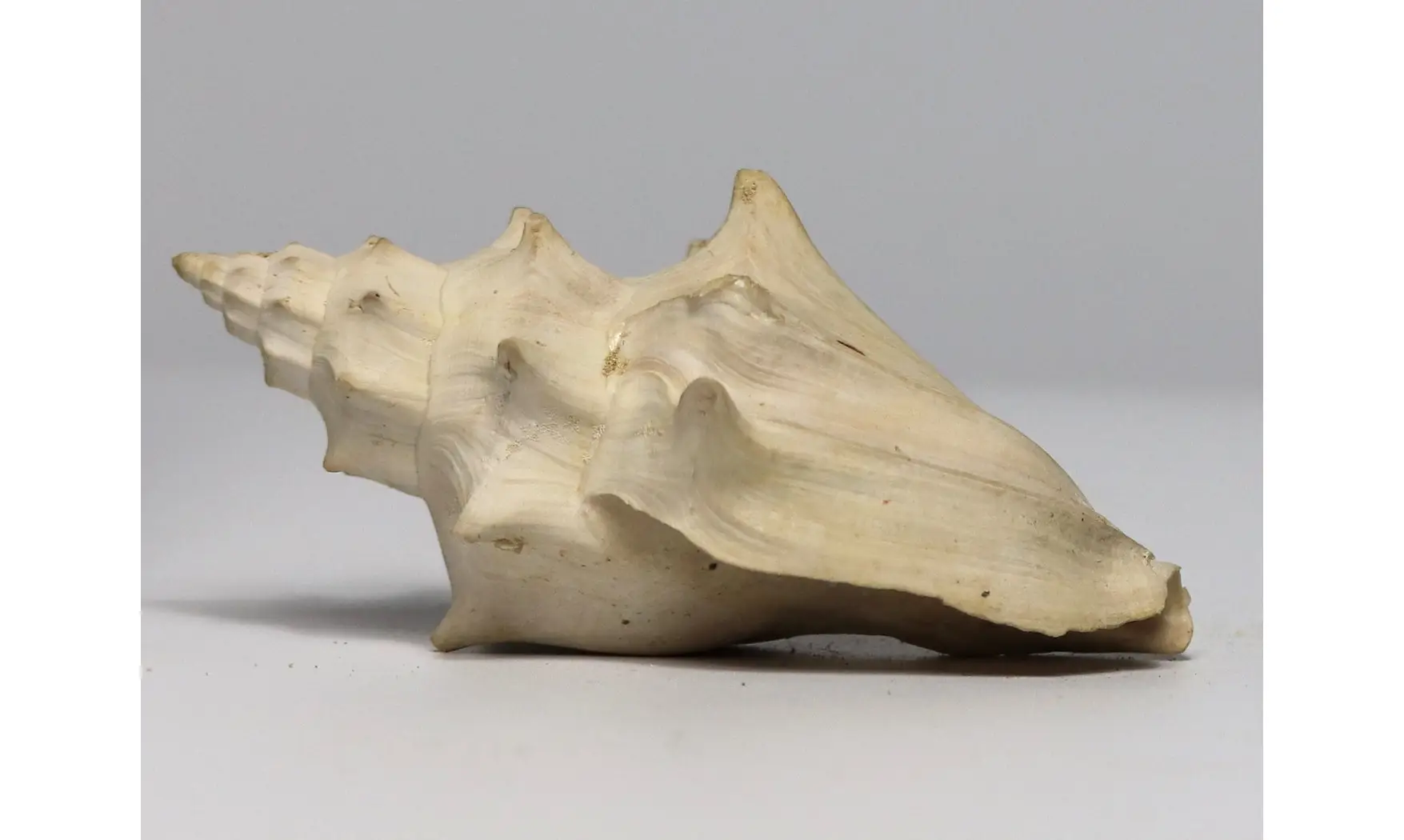 Volutilithes muricinus