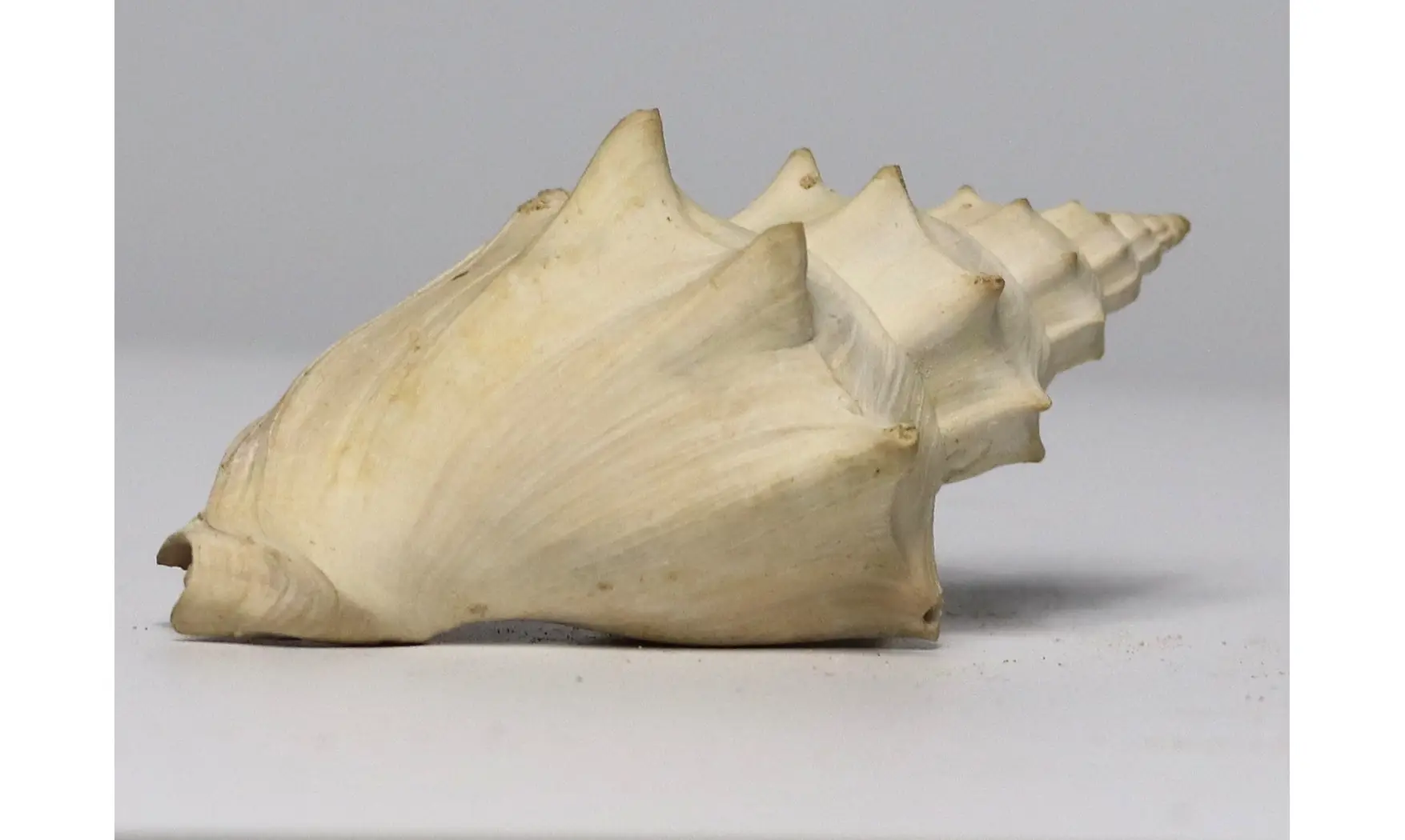 Volutilithes muricinus
