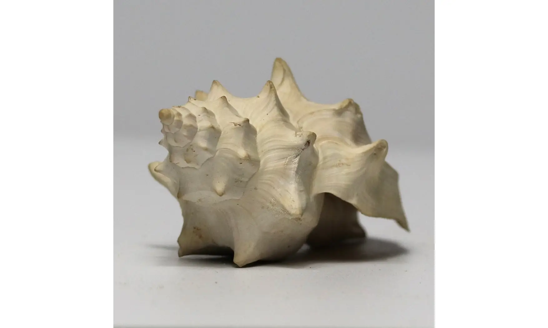 Volutilithes muricinus