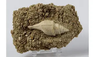 Clavilithes dameriacensis