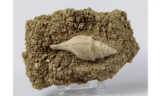 Clavilithes dameriacensis