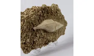 Clavilithes dameriacensis