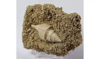 Clavilithes dameriacensis