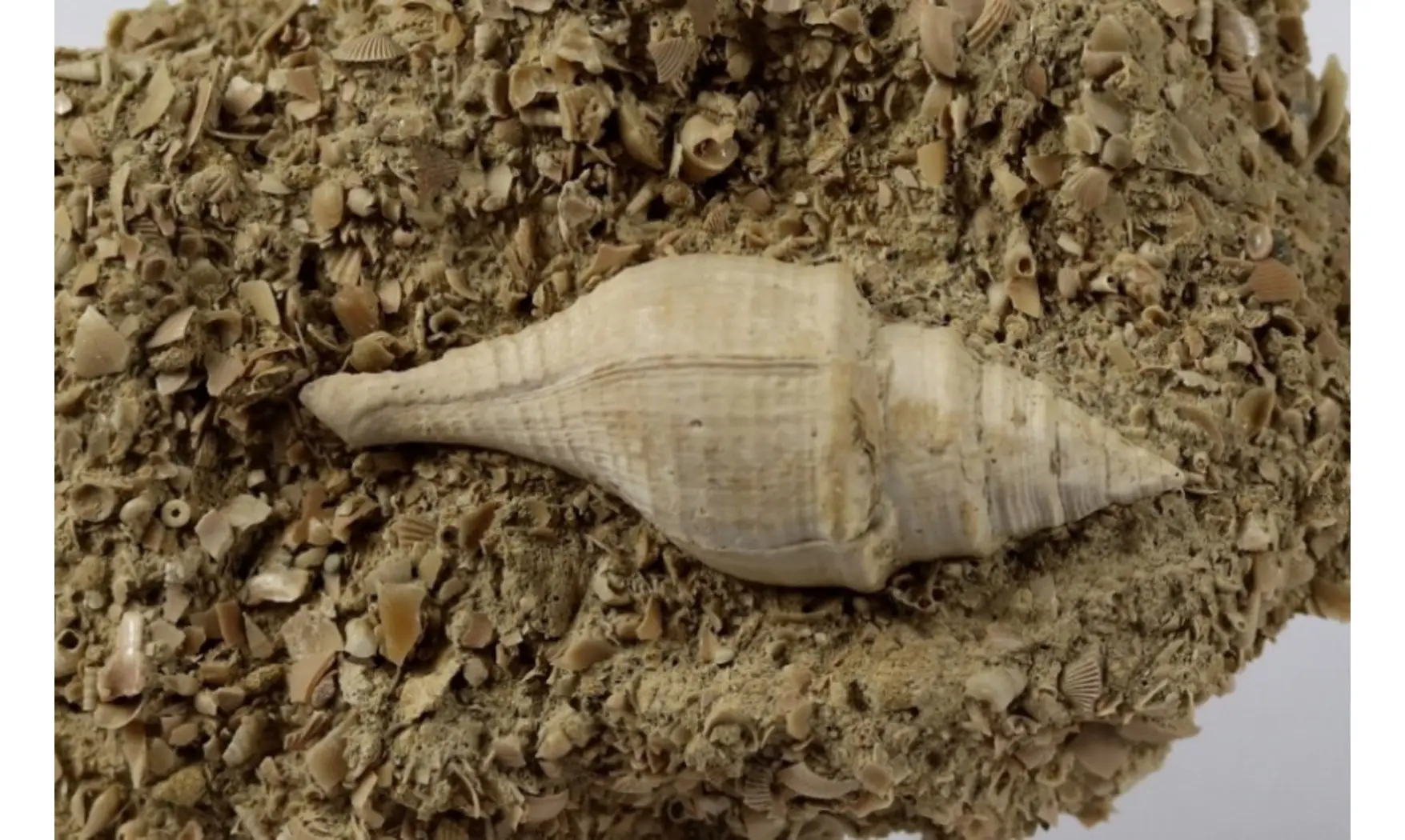 Clavilithes dameriacensis