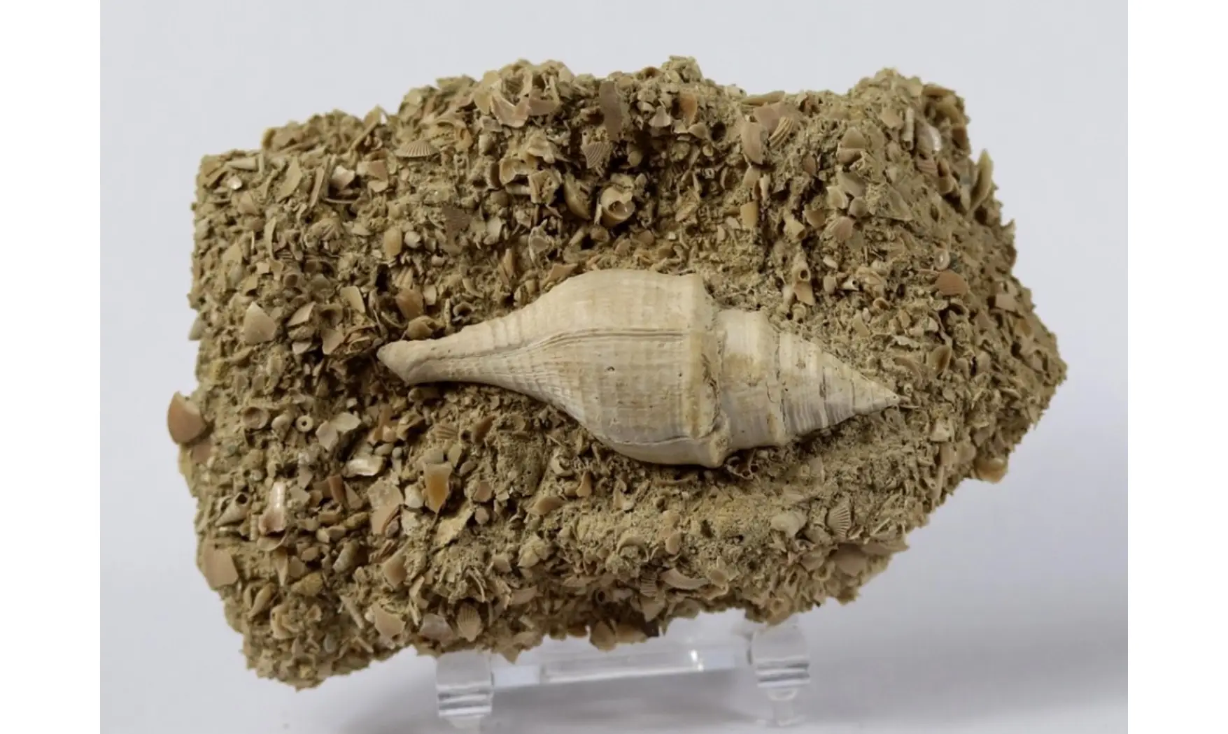Clavilithes dameriacensis